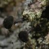 Calicium corynellum
